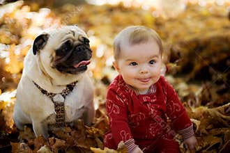 Baby Kid with Pug Dog