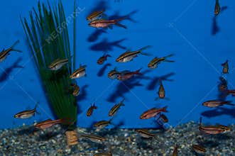 Group of Longfin Cherry Barbs