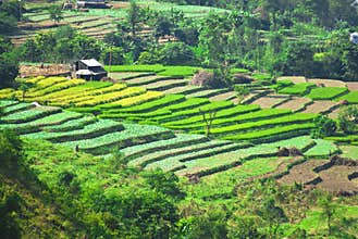 Rural landscape India