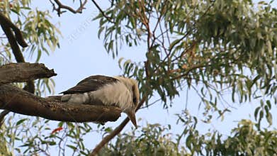 Kookaburra in the Outback of Australia