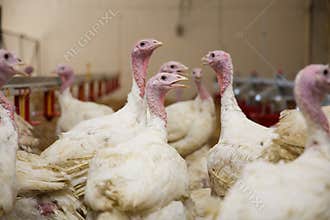 Turkey on a farm , breeding turkeys.