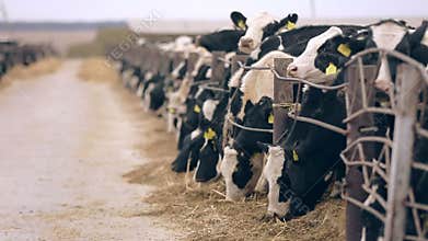 Cow feeding on farm. Milk factory. Agricultural farm. Cattle cow grazing