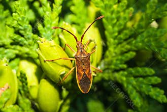 Brown orange bug