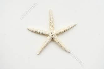 Starfish
