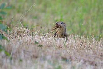 Spermophilus or Citellus