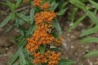 Bumble Bee on Butterfly Weed