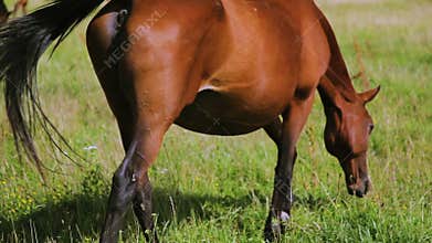 Adult horse and foal grazing on grassy meadow