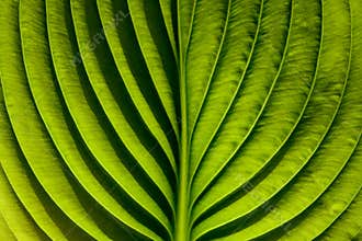 Green leaf