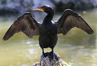 Double-Crested Cormorant