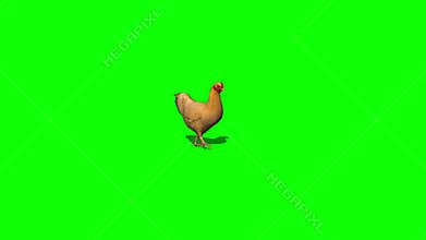 Brown chicken walking - green screen -