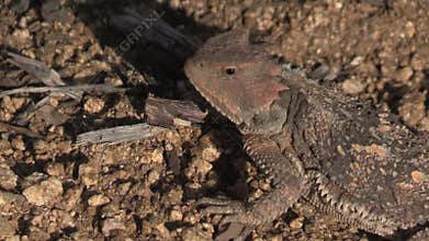 Arizona Horned Toad Lizard Close Up