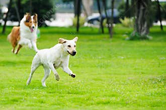 Two dogs chasing