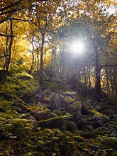 Autumn woodland with the sun shining though trees with golden le