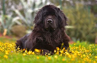 Newfoundland dog