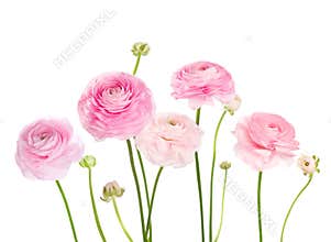 Light pink flowers Ranunculus isolated on white background