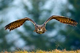 Flying Eurasian Eagle owl with open wings with snow flake in snowy forest during cold winter. Action wildlife scene from nature. B