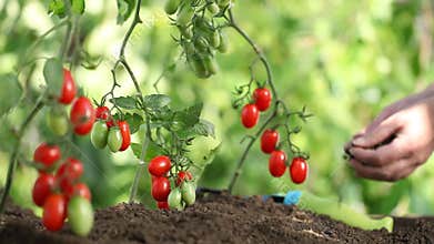 Hands work the soil of cherry tomatoes cure the vegetables garden