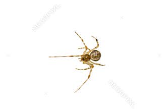 Isolated creepy macro spider