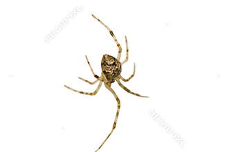 Isolated spiders behind
