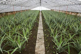 Greenhouse with organic pineapples in Sao Miguel. Azores islands