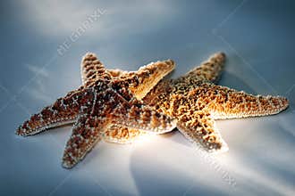 Starfish Couple with Light Effect