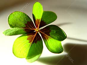 lucky clover