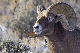 Big Horn Sheep Ram
