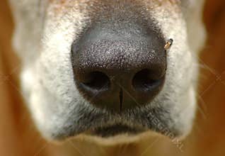 Dog nose closeup