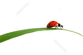 Red ladybug