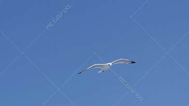 Seagull flying in the sky