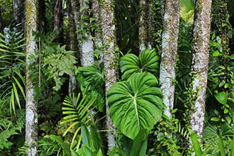 Jungle