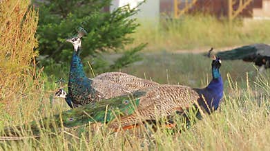 Peacocks in the wild.