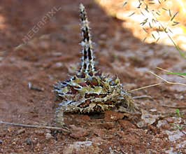 Thorny Devil, Outback, Australia