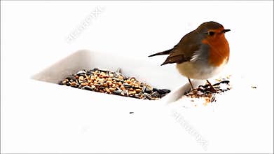 robin bird, feeding winter fodder, white background, snow