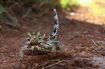 Thorny Devil, Outback, Australia