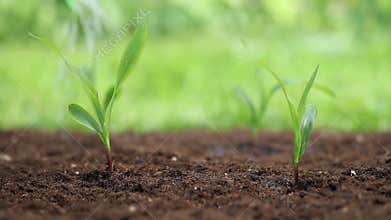 Hands planting a seed and Watering