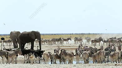 Waterhole in Etosha with many animals