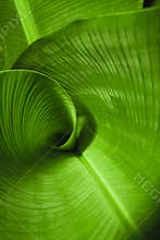 Banana Leaf Curl