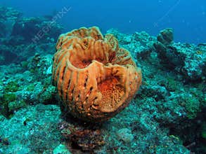 Giant barrel sponge