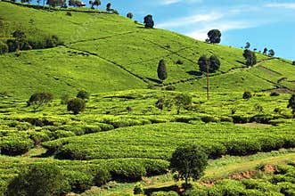 Tea-Plantation 2