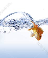 Golden fish