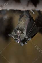 Fruit Bat