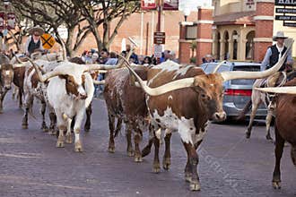 Longhorns cattle drive at the Fort Worth Stockyards.