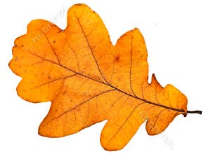 Oak leaf
