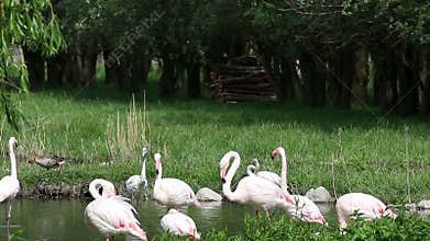 flamingos nature wildlife