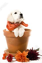 Sweet puppy