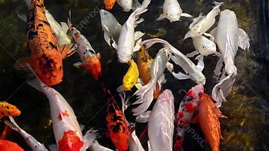 Beautiful koi fish