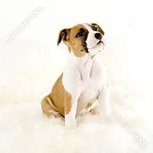Cute puppy