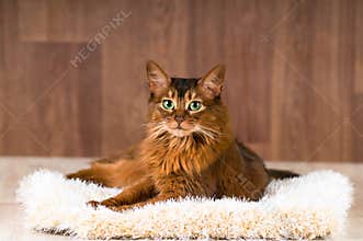 Somali cat portrait on fluffy bed