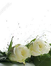 Two white roses